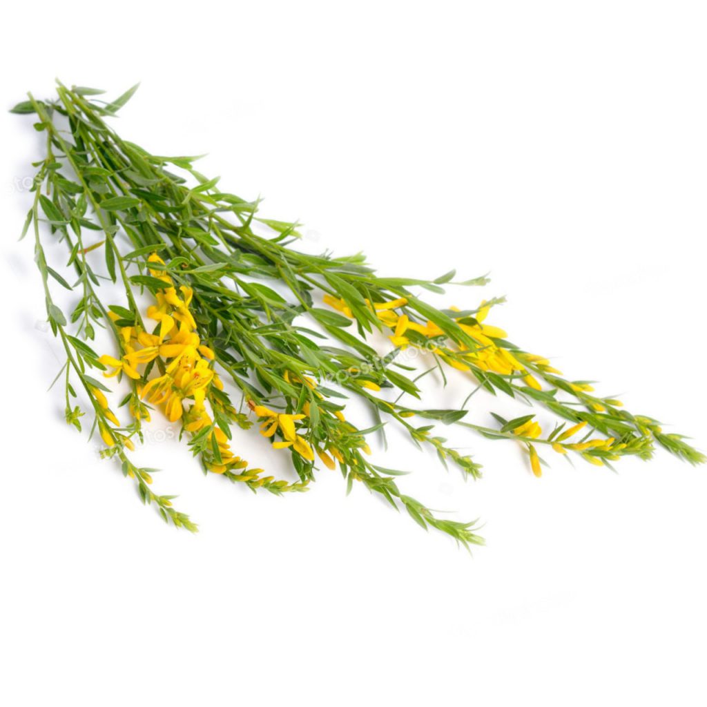 Broom Flower Powder (Dyer's Broom)