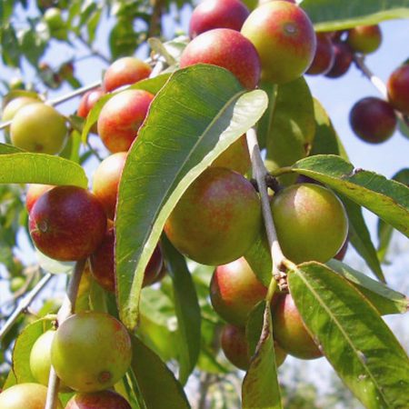 Camu Camu Fruit Powder