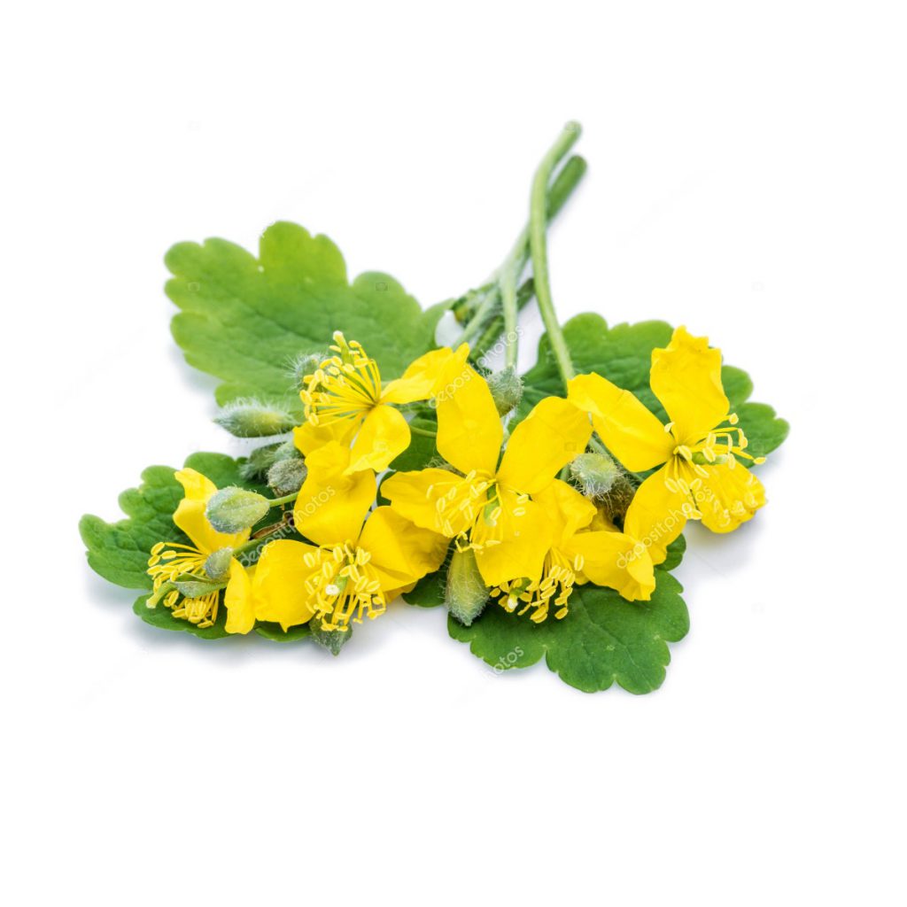 Celandine Herb, Cut Organic