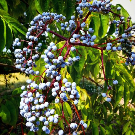 Chaste Tree Berries, Whole