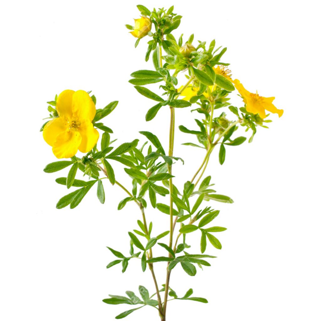 Cinquefoil Herb, Cut
