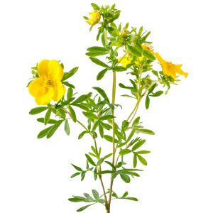 Cinquefoil Herb, Cut