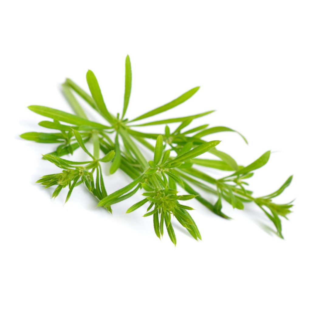 Cleavers Herb Powder