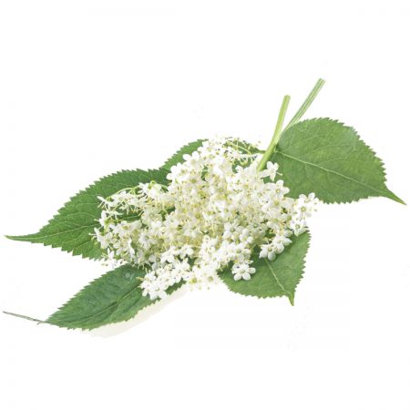 Elder Flowers, Whole Organic