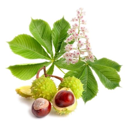 Horse Chestnut, Buckeye Slices, Organic