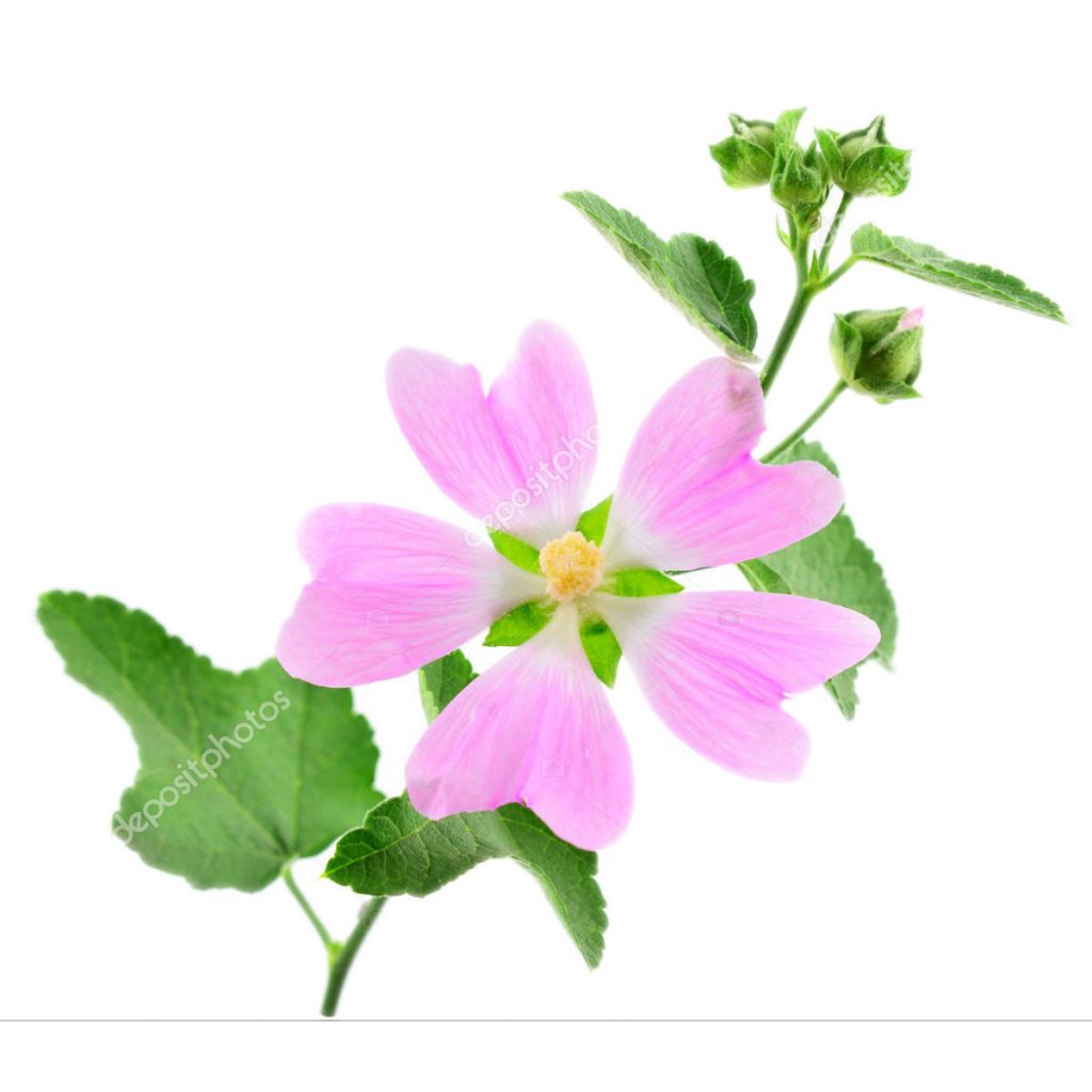 Marshmallow Leaf Powder