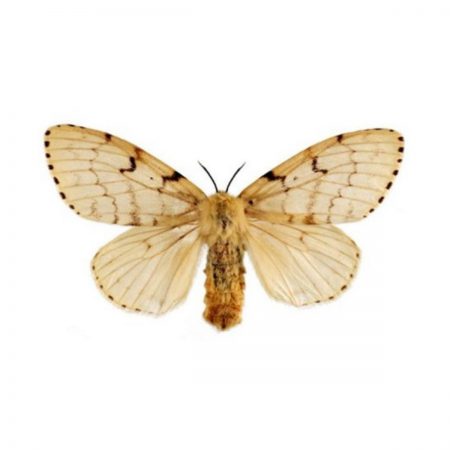 Moth Repellent, Cut