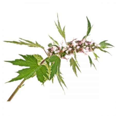 Motherwort Herb Powder, Organic