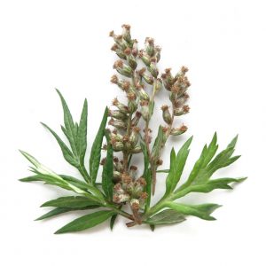 Mugwort Herb Powder, Organic