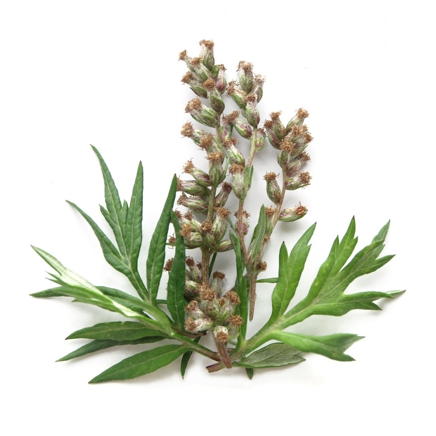 Mugwort Herb Powder, Organic
