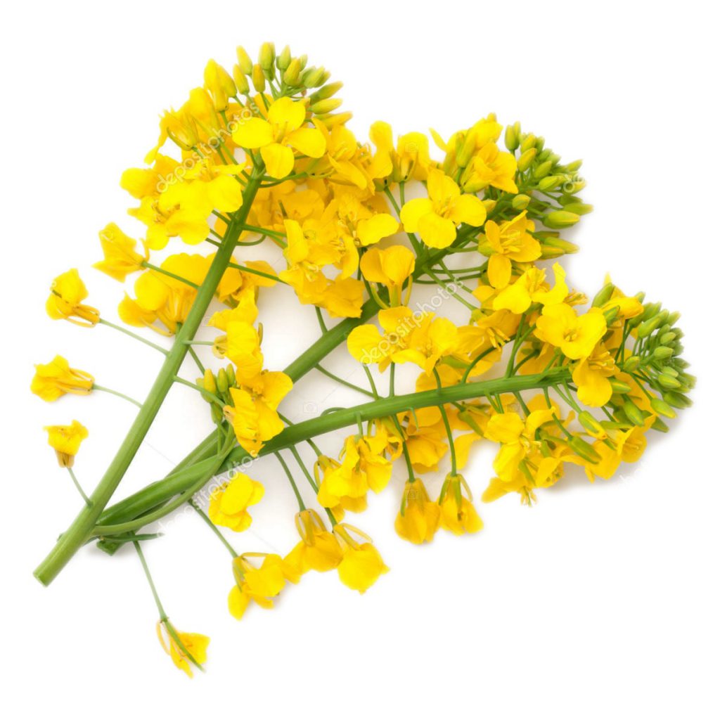 Mullein Leaf Powder, Coarse Organic