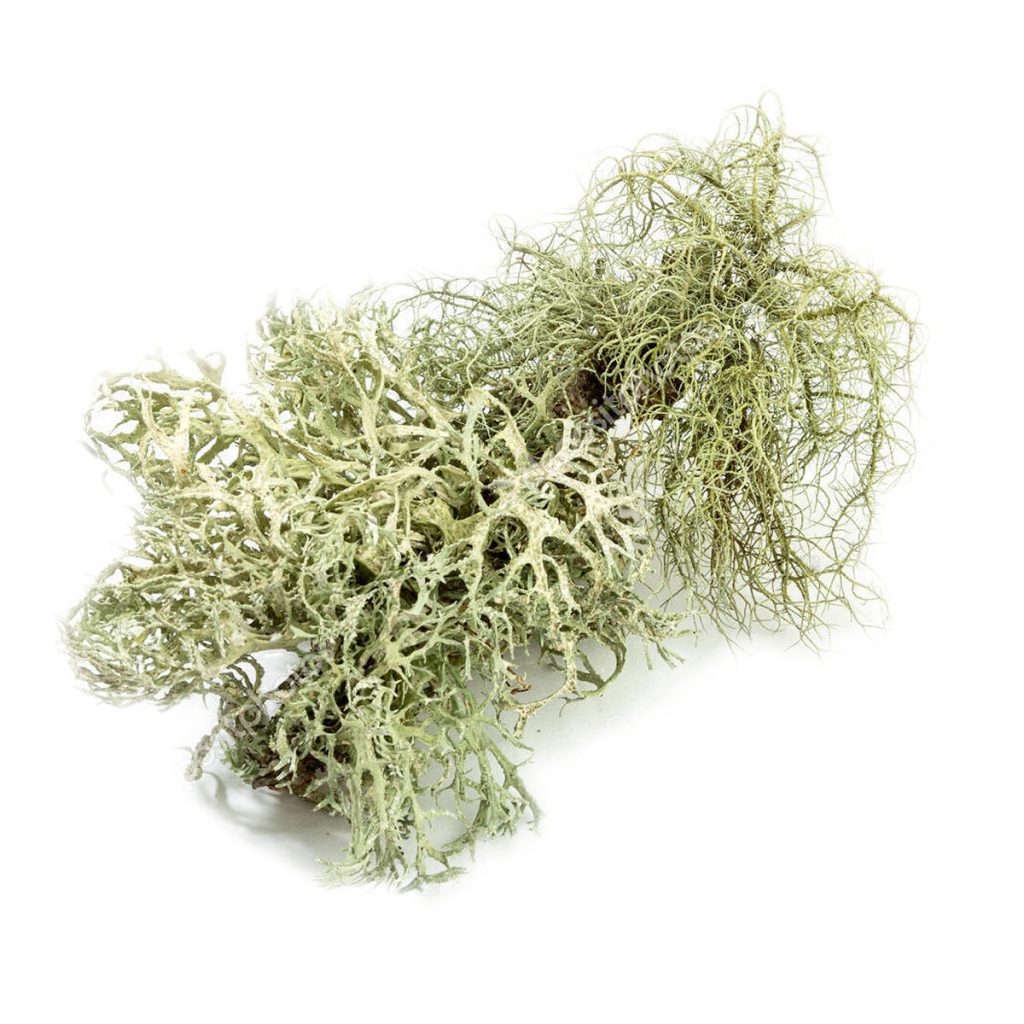 Oakmoss, Silver / Gray, Cut