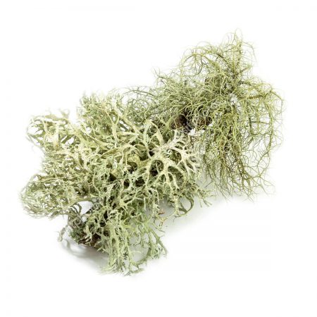 Oakmoss, Silver / Gray, Cut