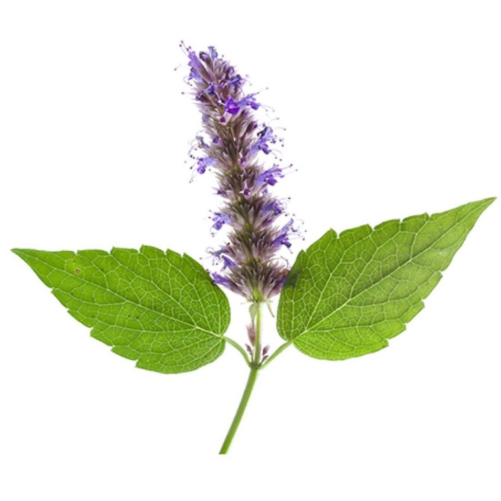 Patchouli Leaf Powder