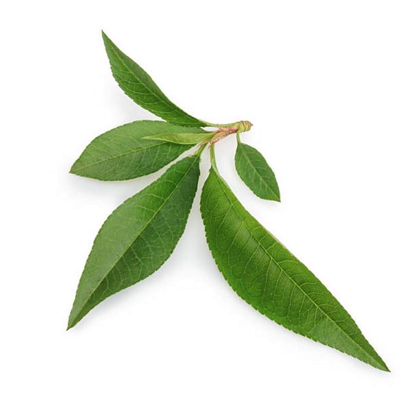 Peach Tree Leaf Powder