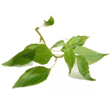Pellitory of the Wall Herb, Cut