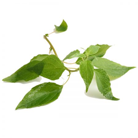 Pellitory of the Wall Herb, Cut