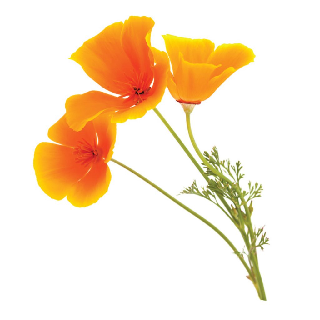 Poppy, California, Cut, Organic