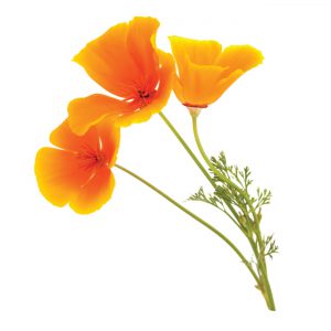 Poppy, California, Cut, Organic