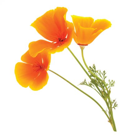 Poppy, California, Cut, Organic