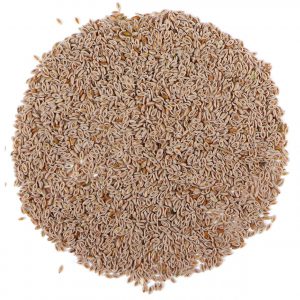 Psyllium Seed Whole, Blonde