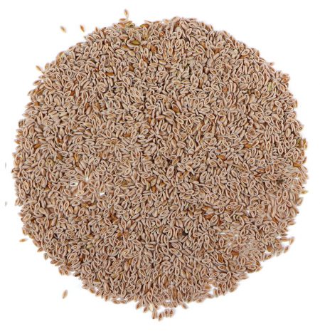 Psyllium Seed Whole, Blonde