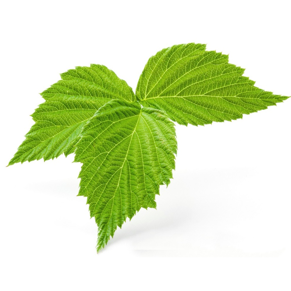 Red Raspberry Leaf Powder, Organic
