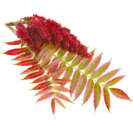 Sumac Berries, Whole with Stem