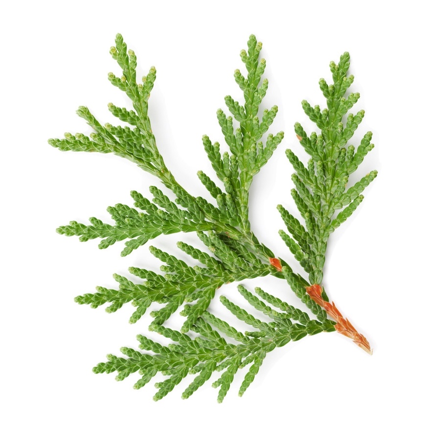 Thuja Cedar Leaf