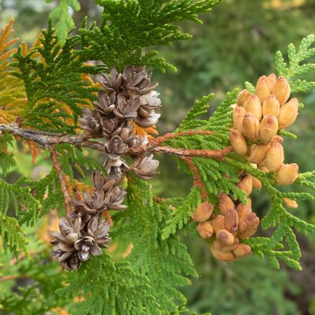 Thuja Cedar Leaf