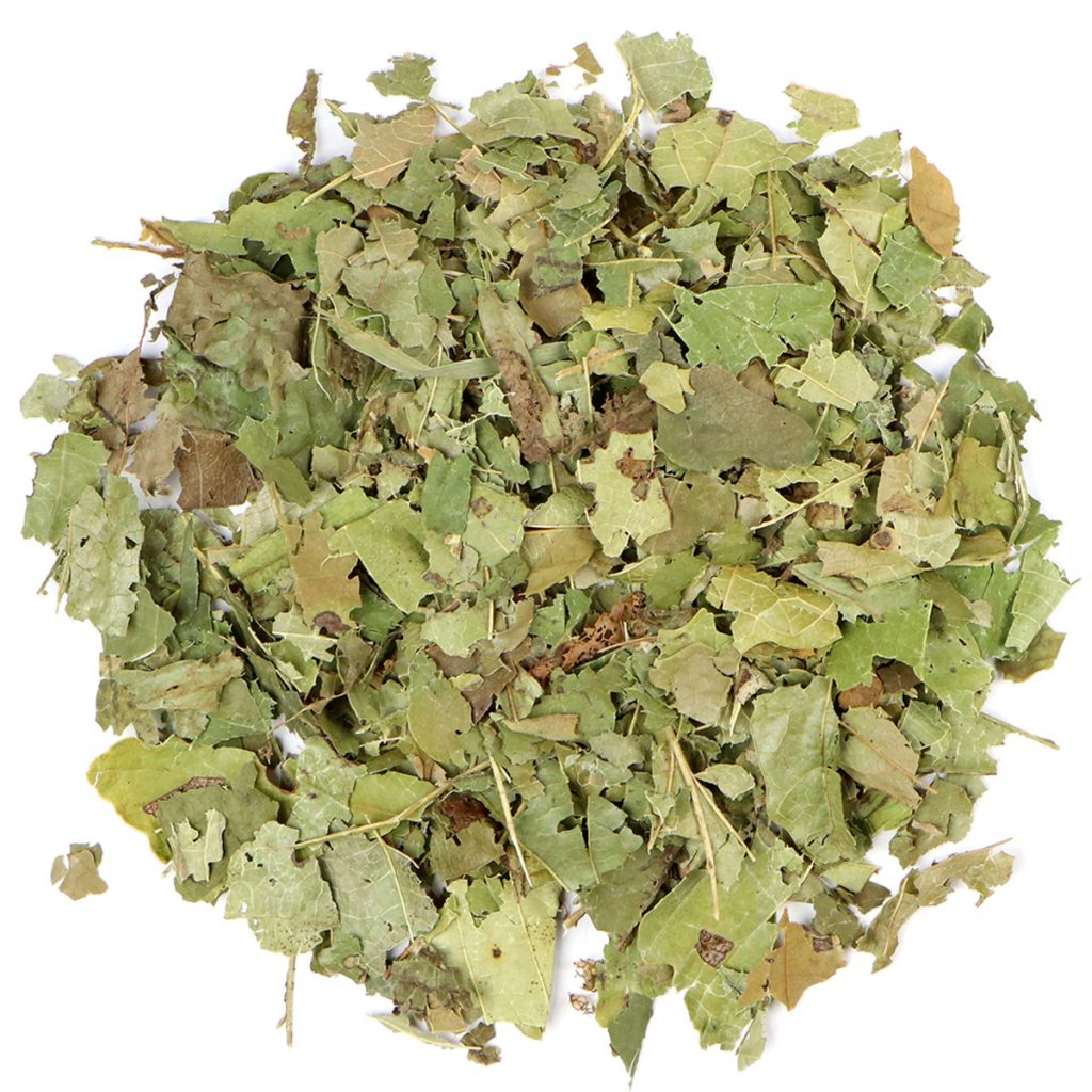 Witch Hazel Leaf, Cut