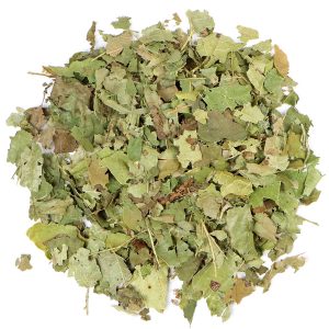 Witch Hazel Leaf, Cut