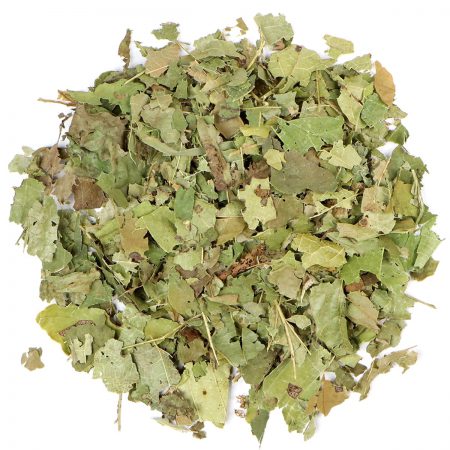 Witch Hazel Leaf, Cut