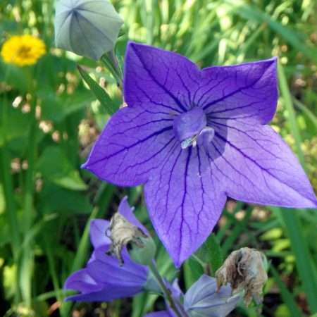 Balloon Flower Root Slices