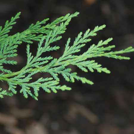 Cypress Herb, Cut, 1oz