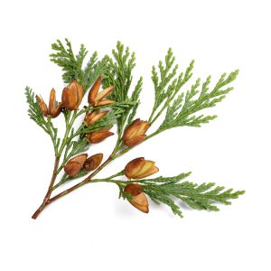 Cypress Herb, Cut