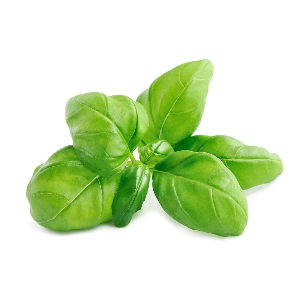 Basil, Sweet Herb Extract