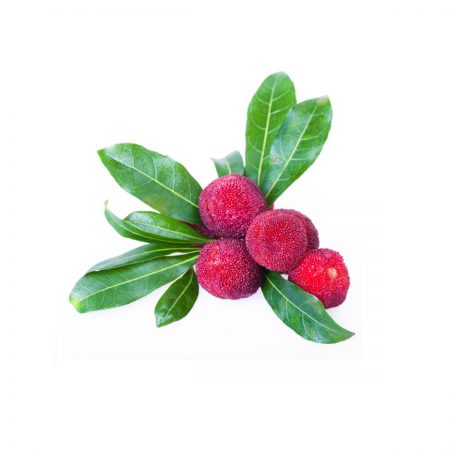 Bayberry Bark Extract