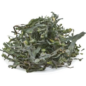 Bladderwrack Extract