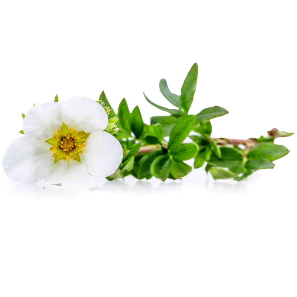 Bloodroot Extract