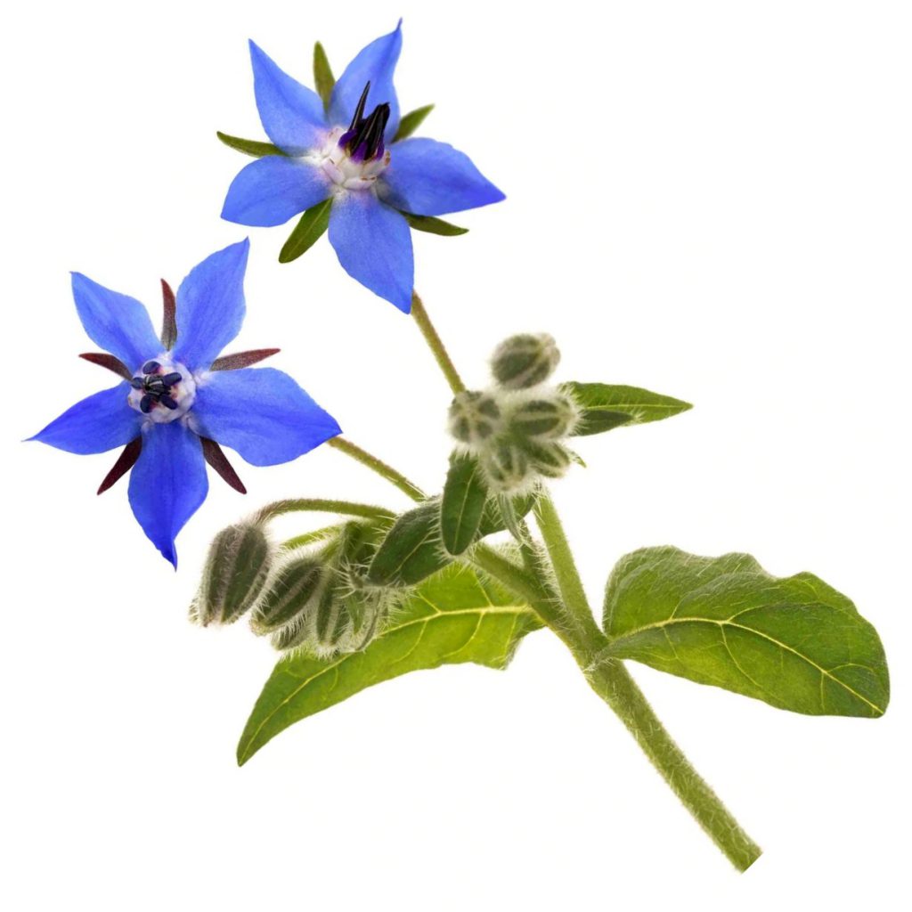 Borage Herbal Extract