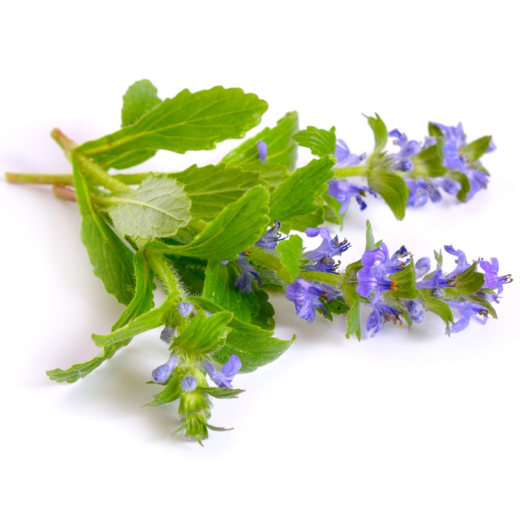 Bugleweed Extract
