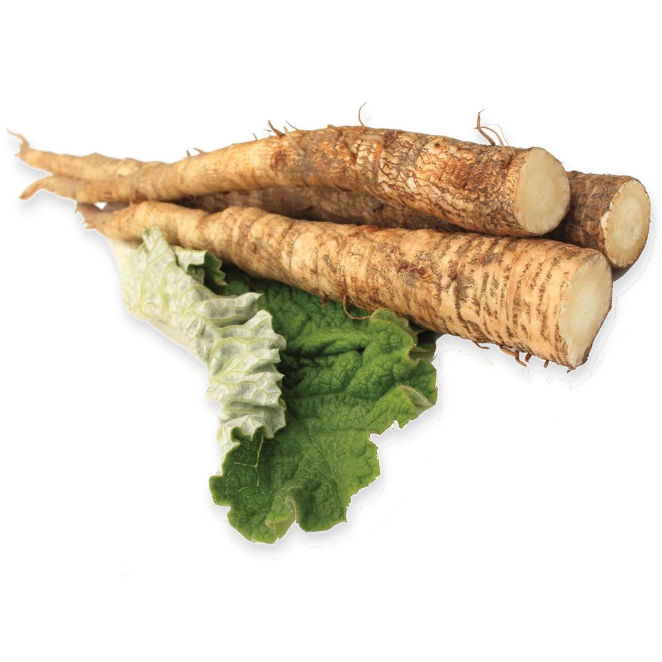 Burdock Root Extract