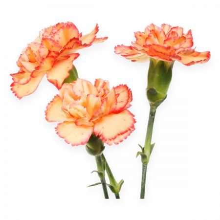 Carnation Flower Extract