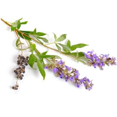 Chaste Tree Berry Extract