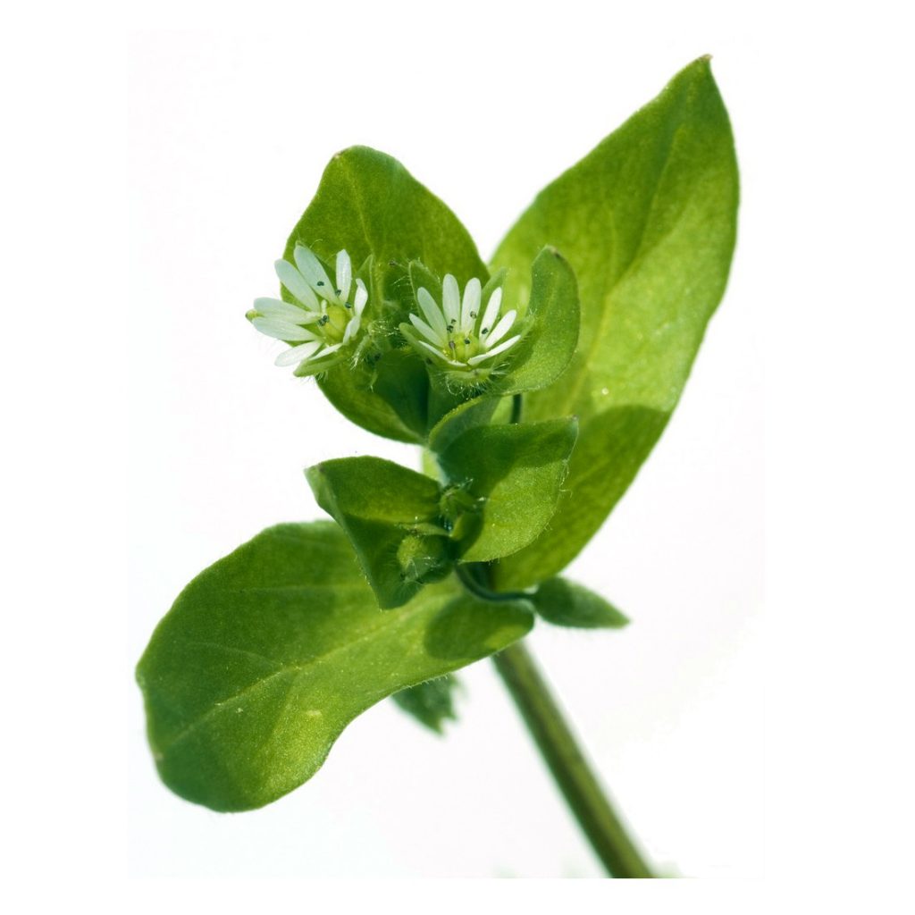 Chickweed Leaf Extract
