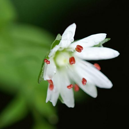 Chickweed Leaf Extract