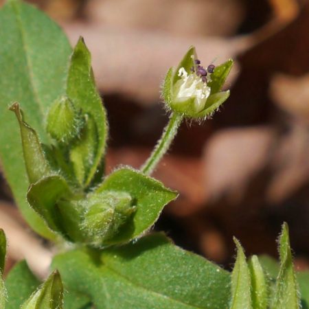 Chickweed Leaf Extract