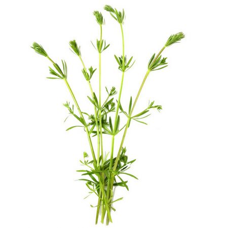 Cleavers Herb Extract