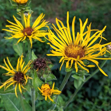 Elecampagne Root Extract